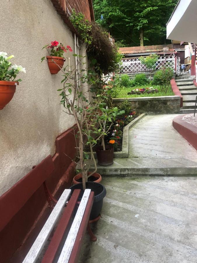 Zeno * Brasov
